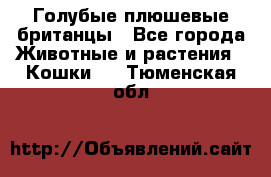 Голубые плюшевые британцы - Все города Животные и растения » Кошки   . Тюменская обл.